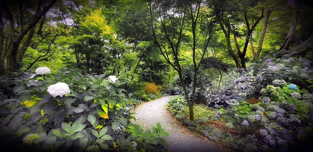 Tuinpad met bloemen