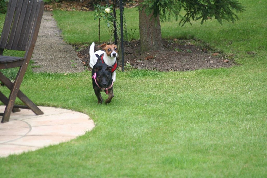 Hond in tuin