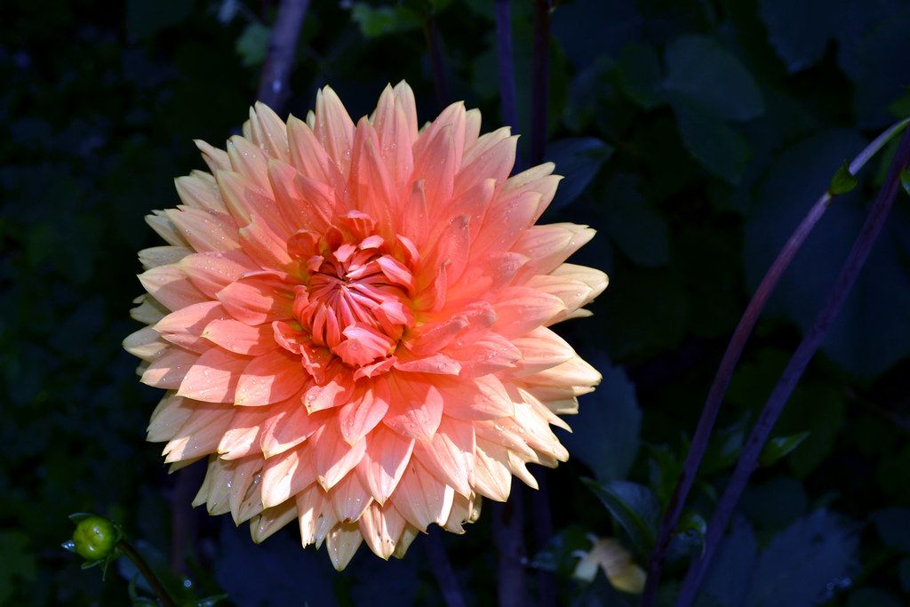 Fotografie in tuin